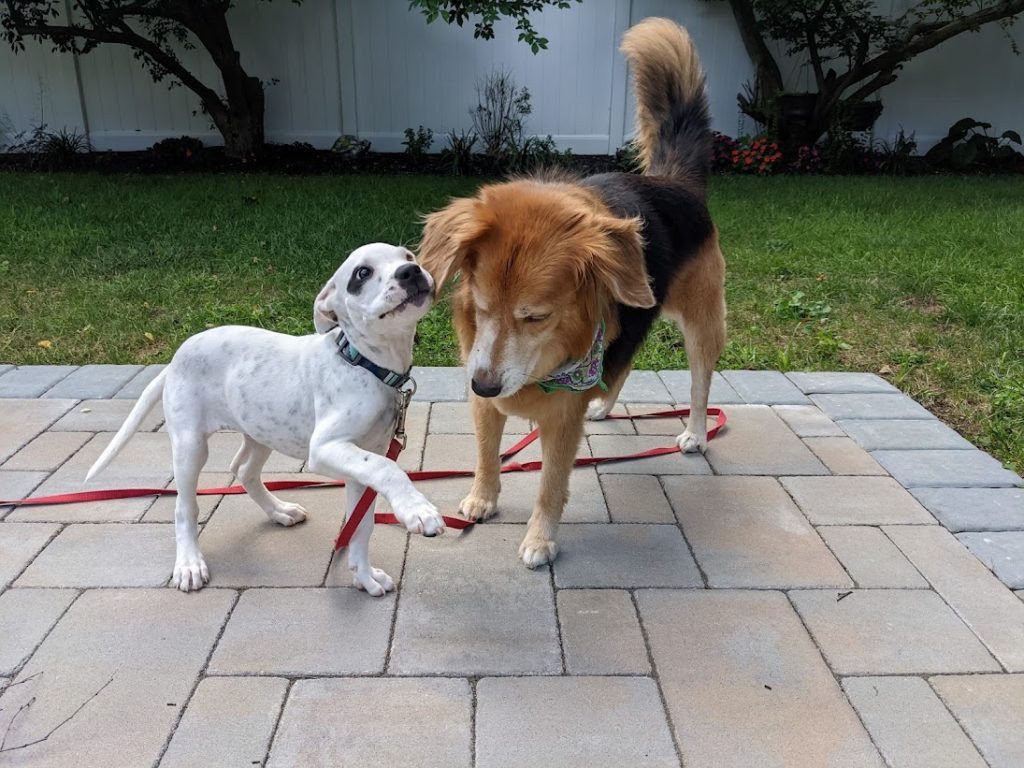 Jazzy meeting family dog