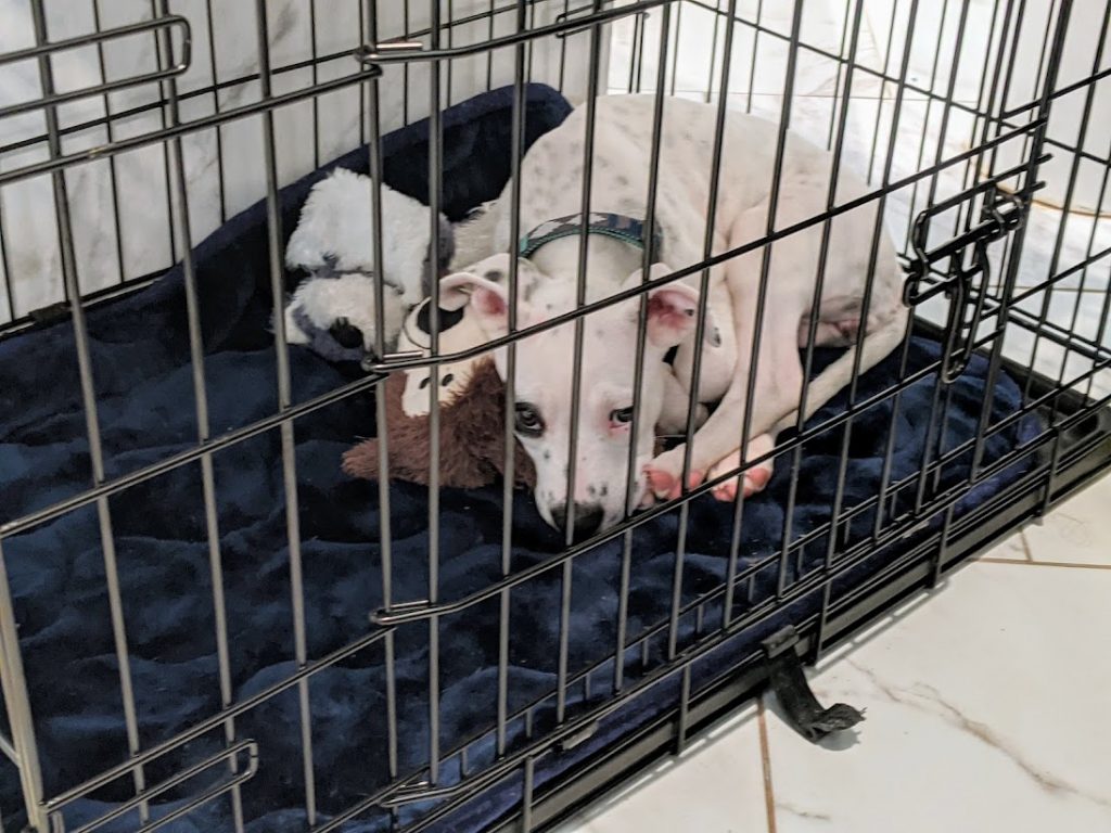 Jazzy in dog crate
