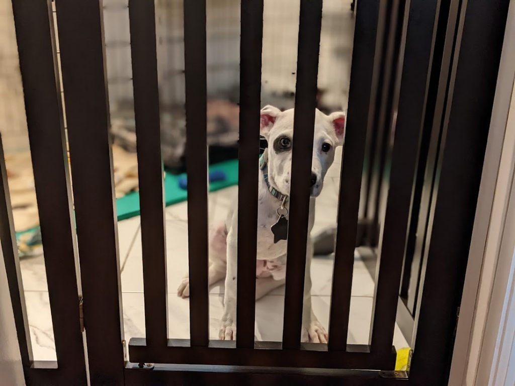 Jazzy through dog gate