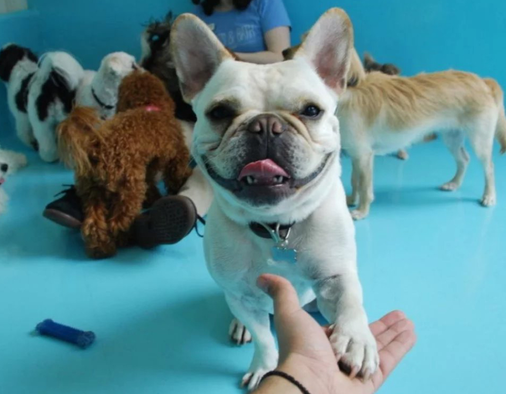 Frenchie at Biscuits and Bath in NYC