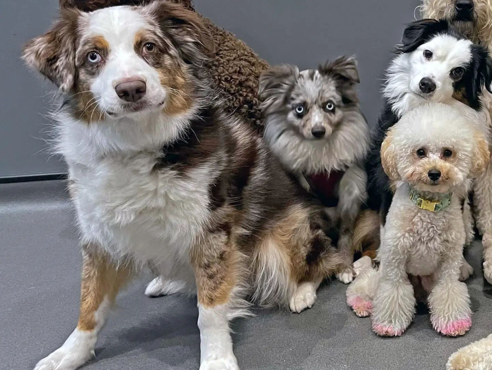 Dogs at Dog City Daycare