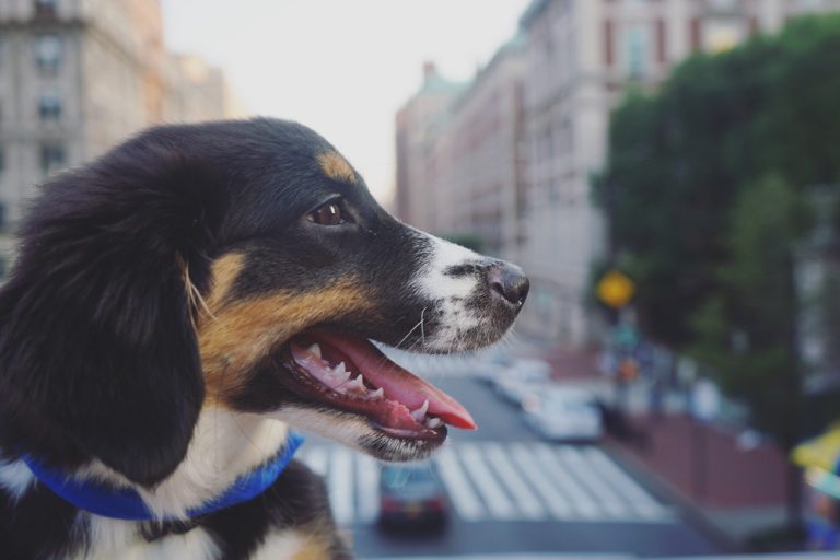 dog-daycare-in-nyc