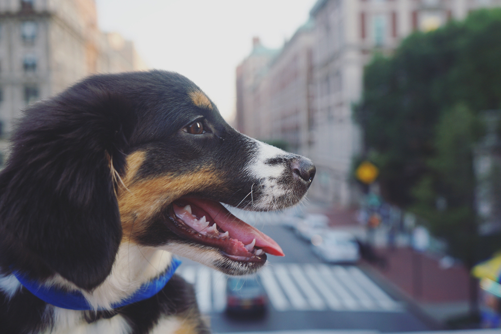 Best Dog Daycare in NYC: 8 Safe and Fun Options