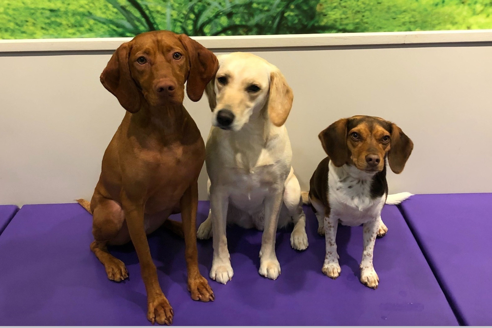 dogma daycare NYC