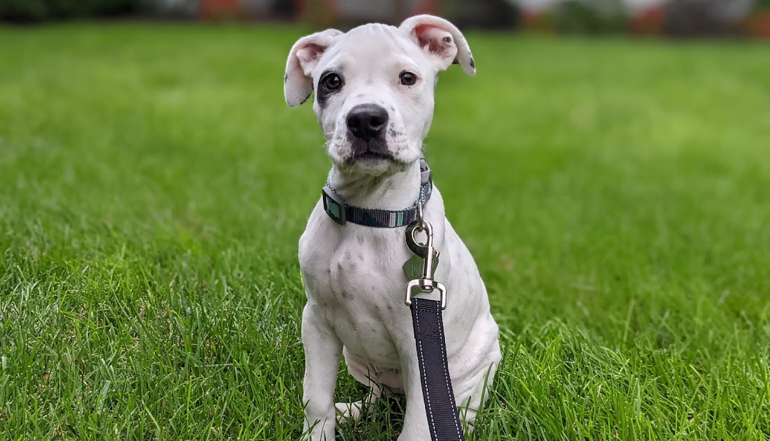 Foster Puppies 101: A How-To Guide for Foster Parents