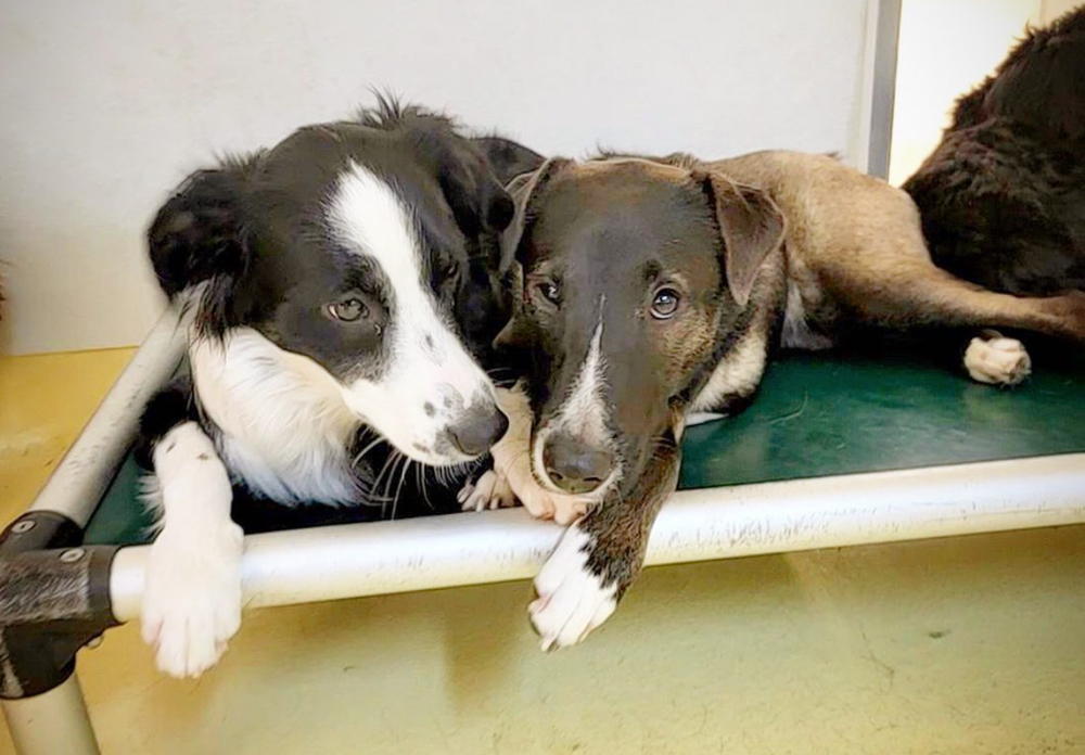 Dogs at New York City daycare
