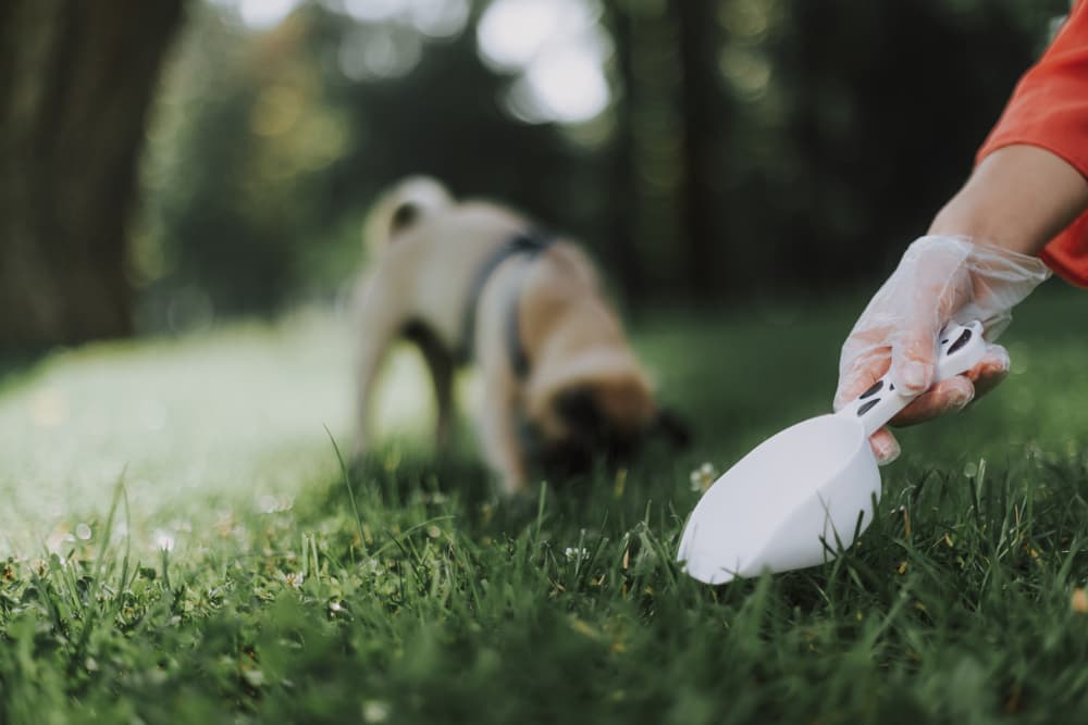 cleaning up dog poop in the yard