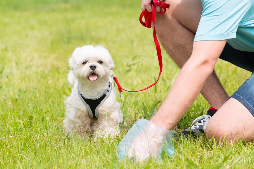 Picking up dog poop on a walk