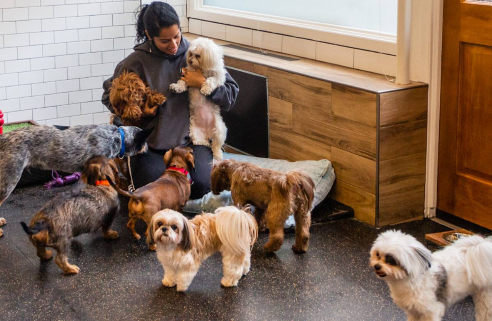 Urban Woof daycare NYC