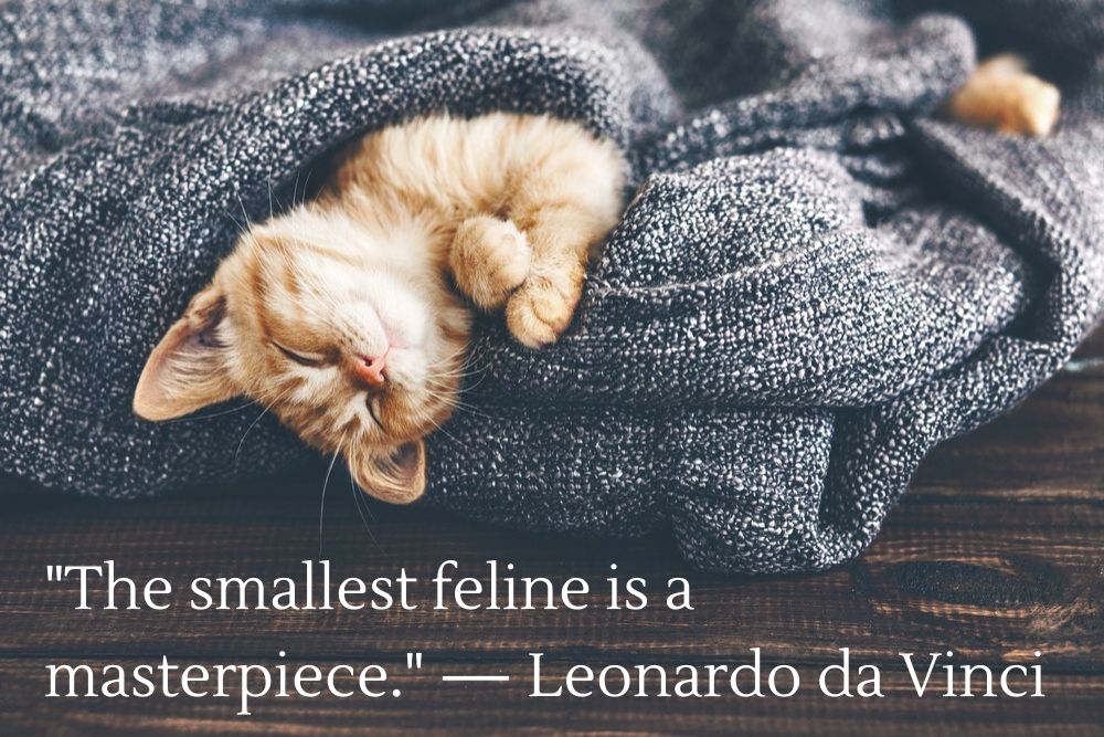 Leonardo da Vinci cat quote