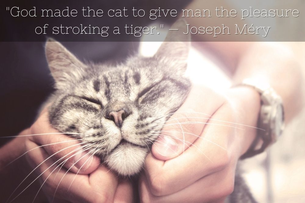 cat quote Joseph Mery