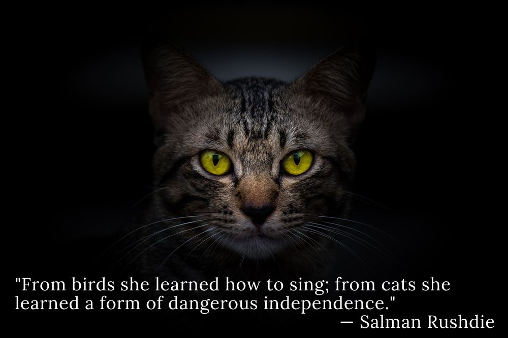 Salman Rushdie cat quote