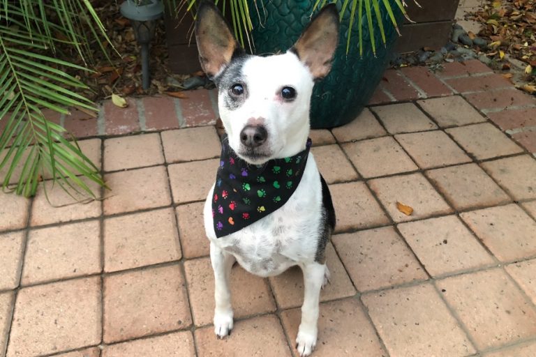 Dog with DIY bandana