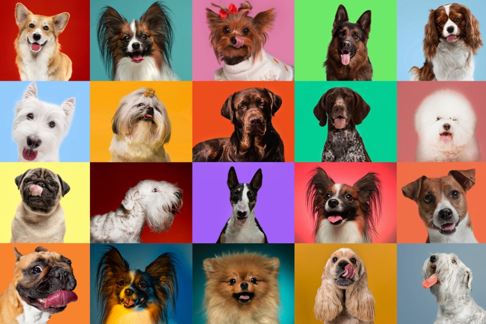 Quiz: What Dog Breed Are You?