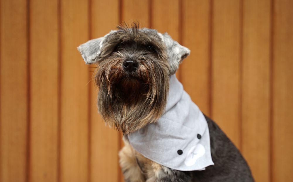Dog in decorative bandana