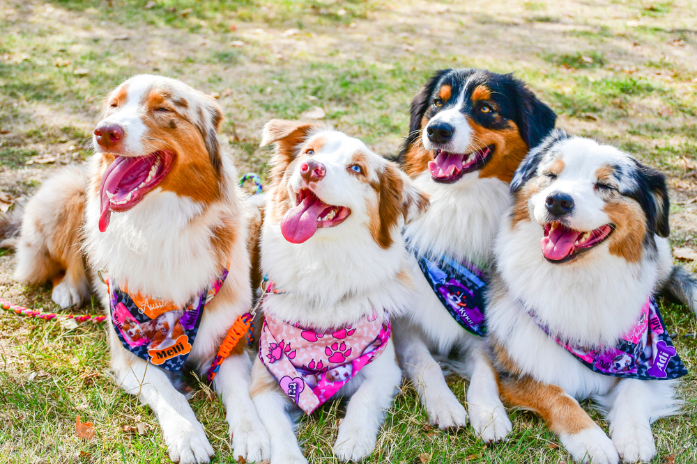 group of dogs wearing bandanas