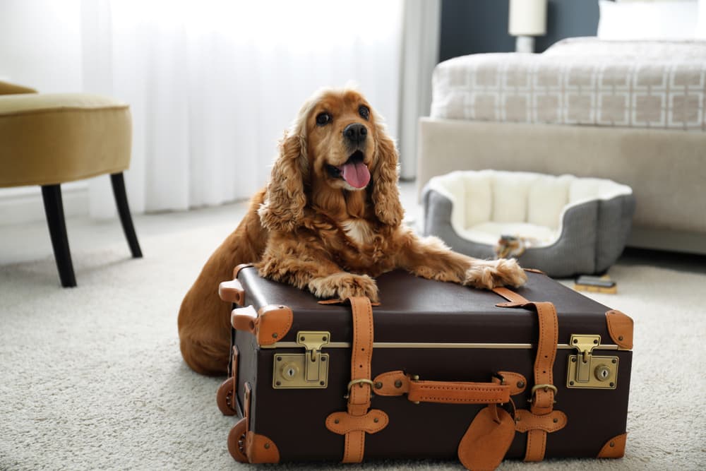 Happy dog in a hotel room with luggae