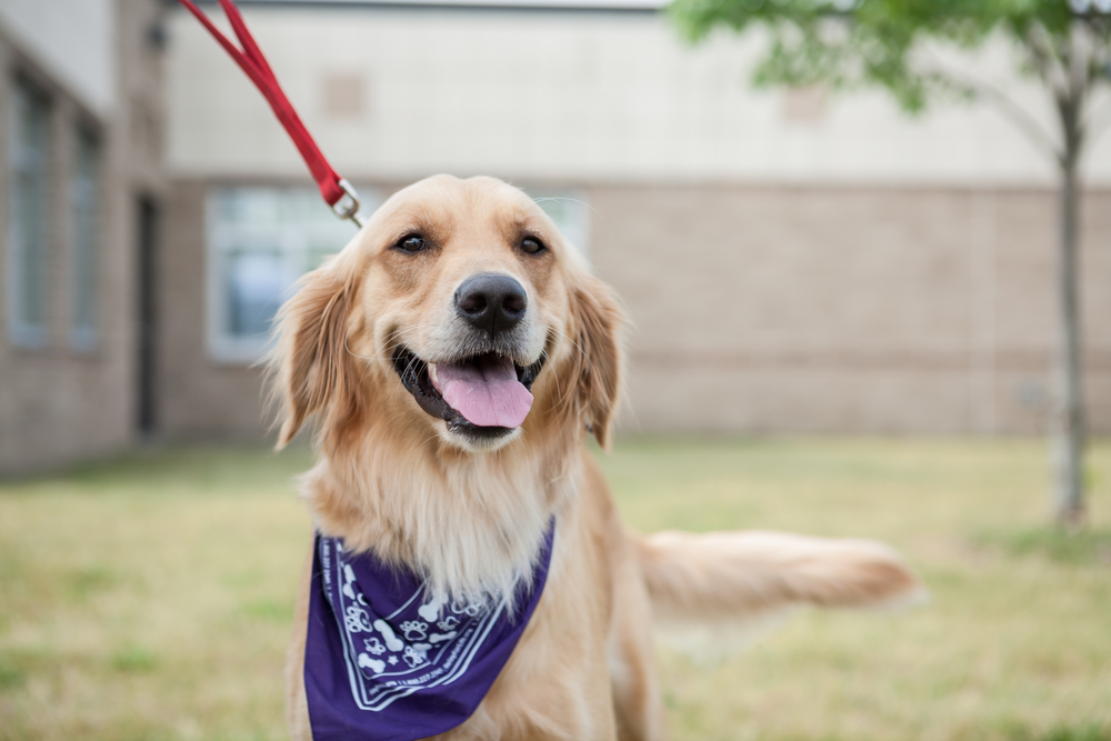 Dog wearing blue bandana