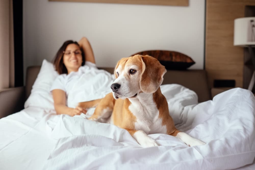 7 Pet-Friendly Hotels in San Francisco