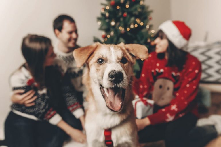 Dog getting gifts at Christmas