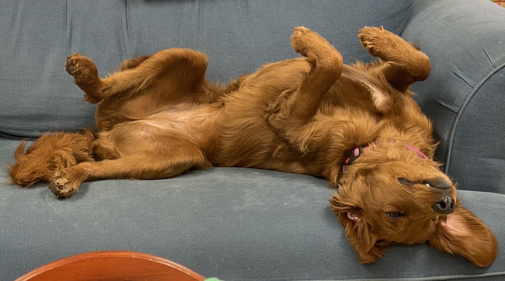 adorable dog upside down