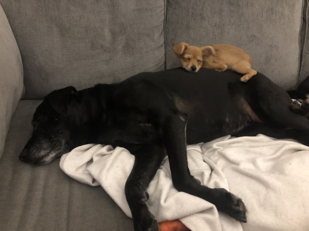 black dog and small sleep
