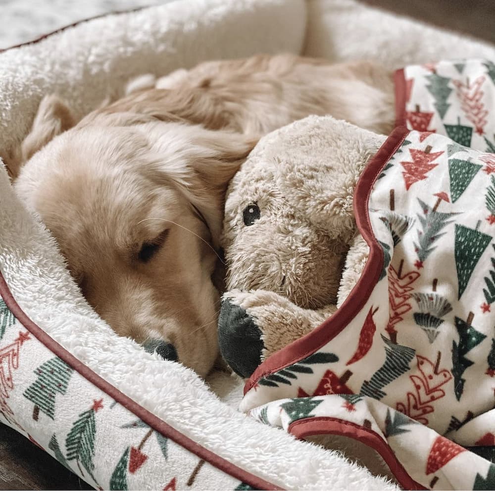 sleeping pup