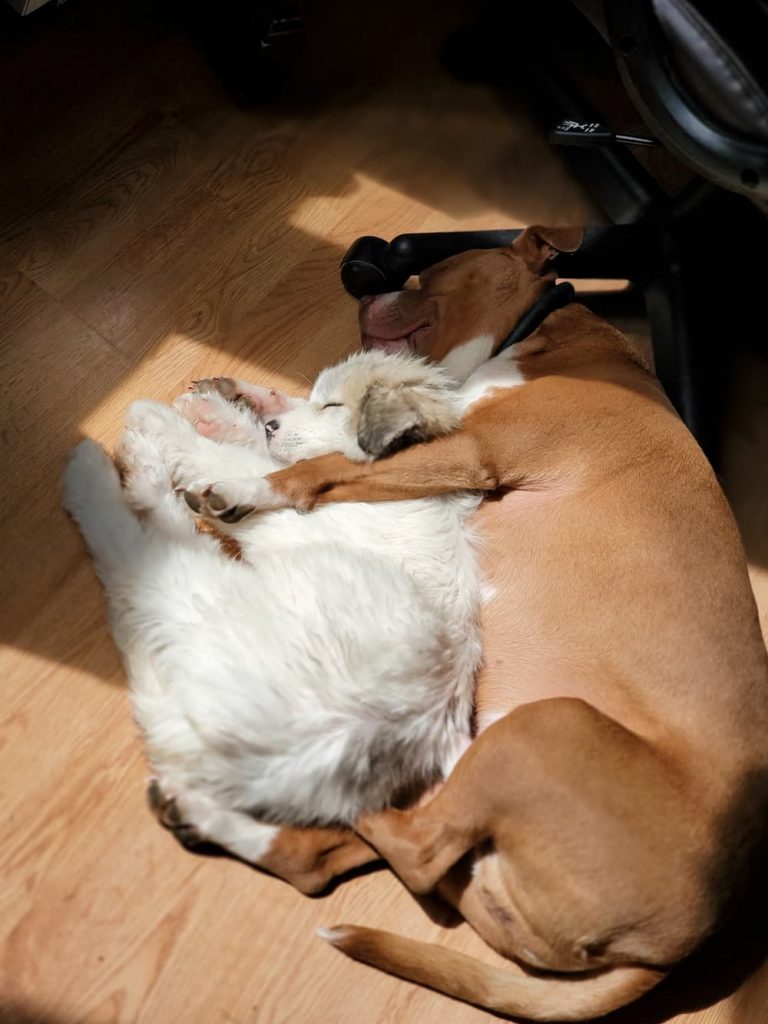 sleepy dogs
