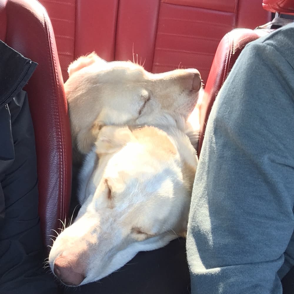 Cosmo Mutt sleeping dogs