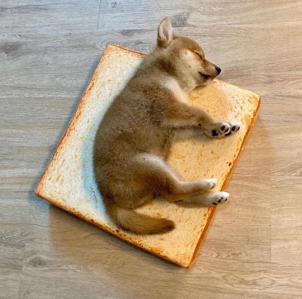 shiba sleeps on mat