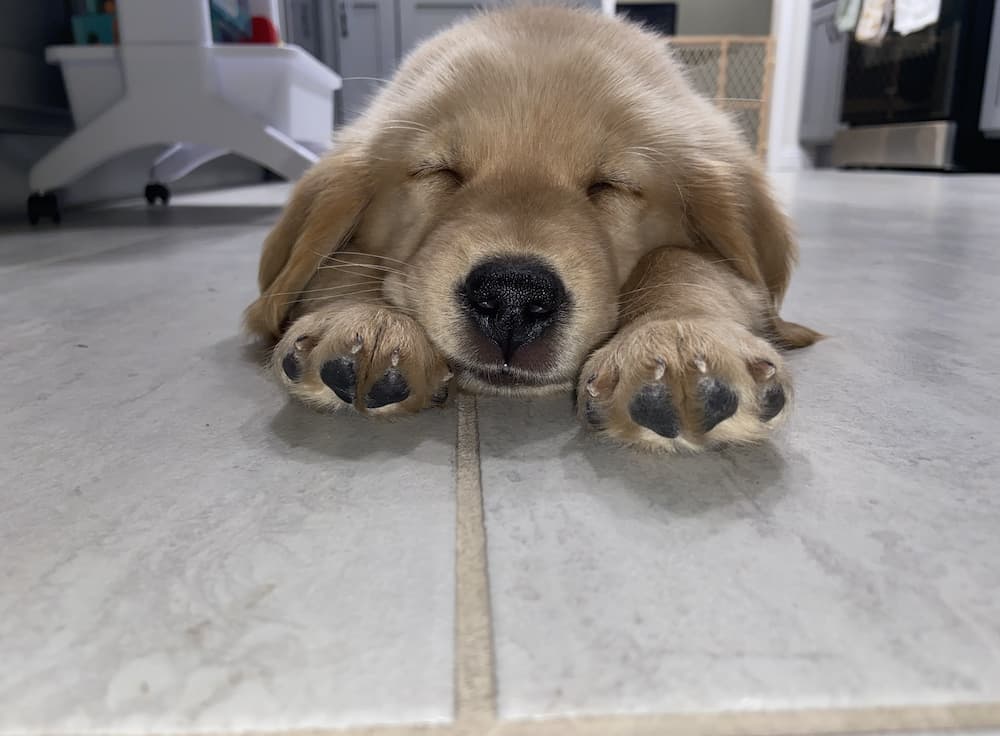 golden puppy snoring