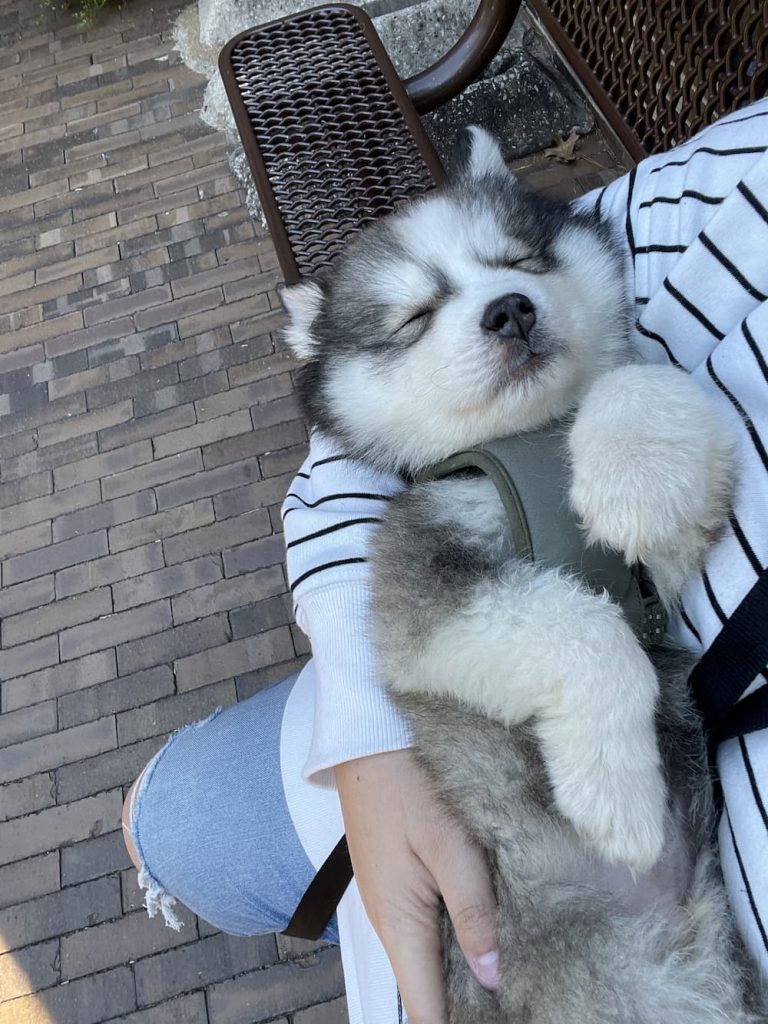 husky upside down