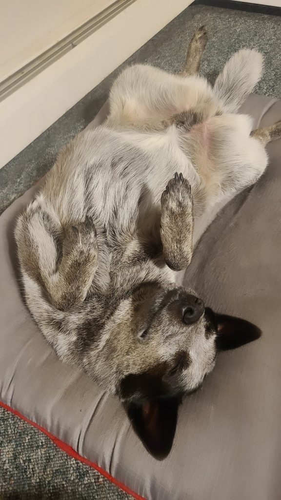 curled up sleeping dog