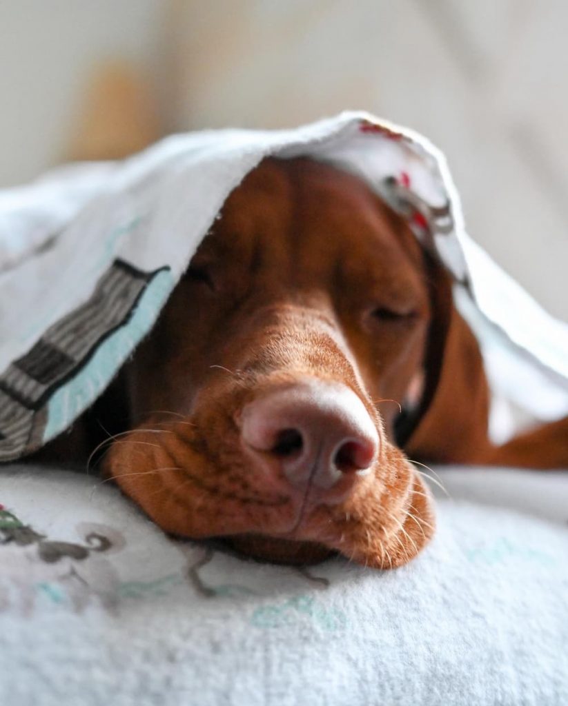 Viszla face sleeping dog