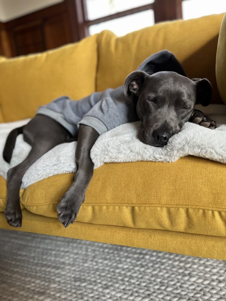 Nap time for cute dog