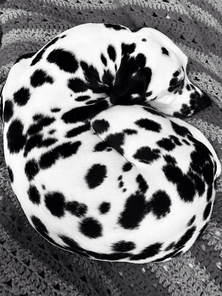 Dalmatian takes a snooze