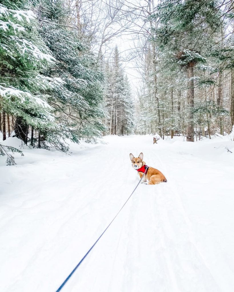 Corgi dog in the snow
