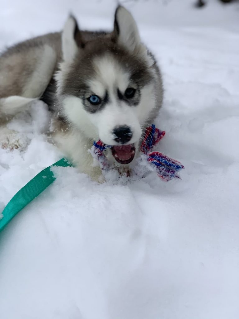 Husky dog in snow