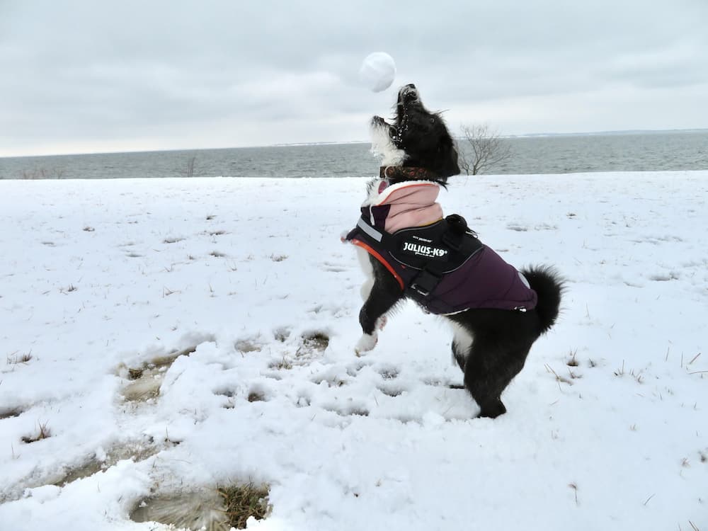 dog catches ball outside