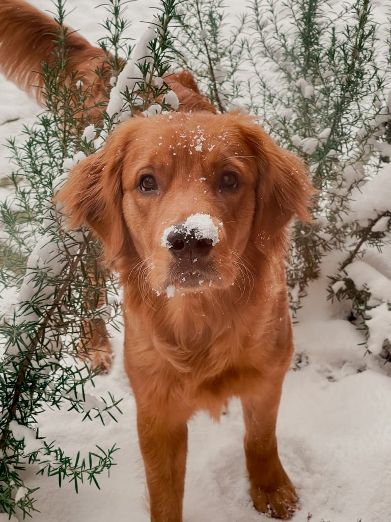 Evergreen with dog snow nose