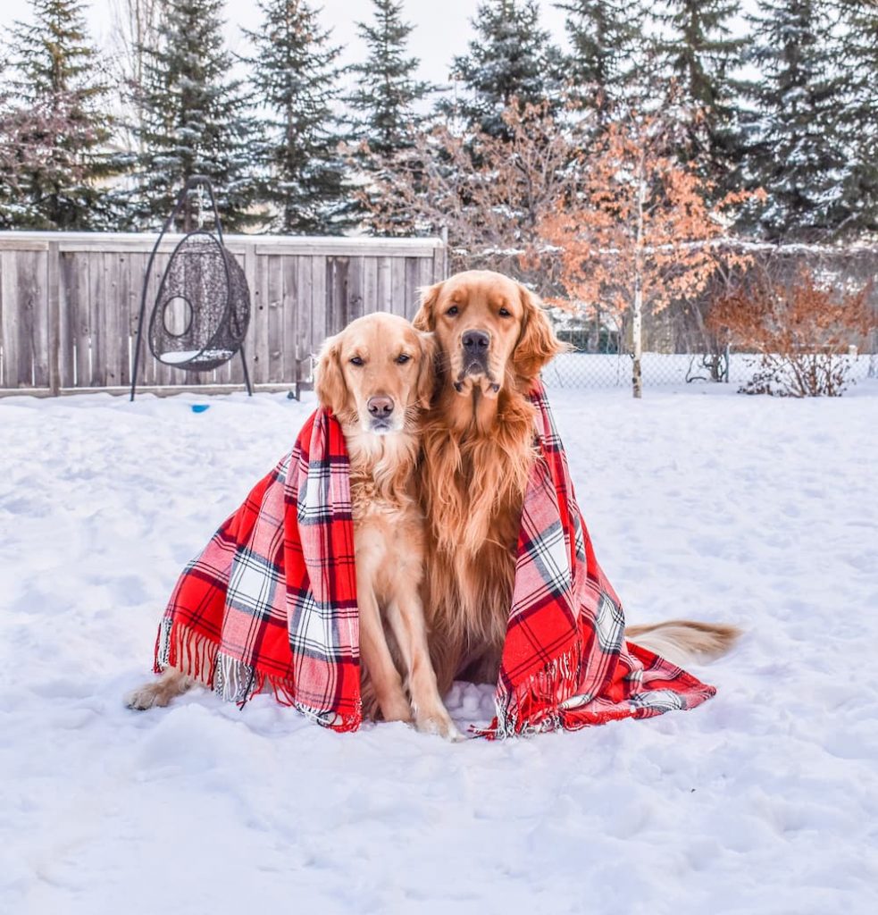 Goldens cuddle in blanket