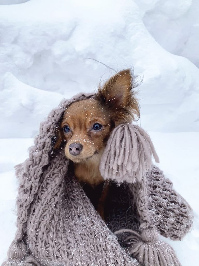 Chihuahua in blanket