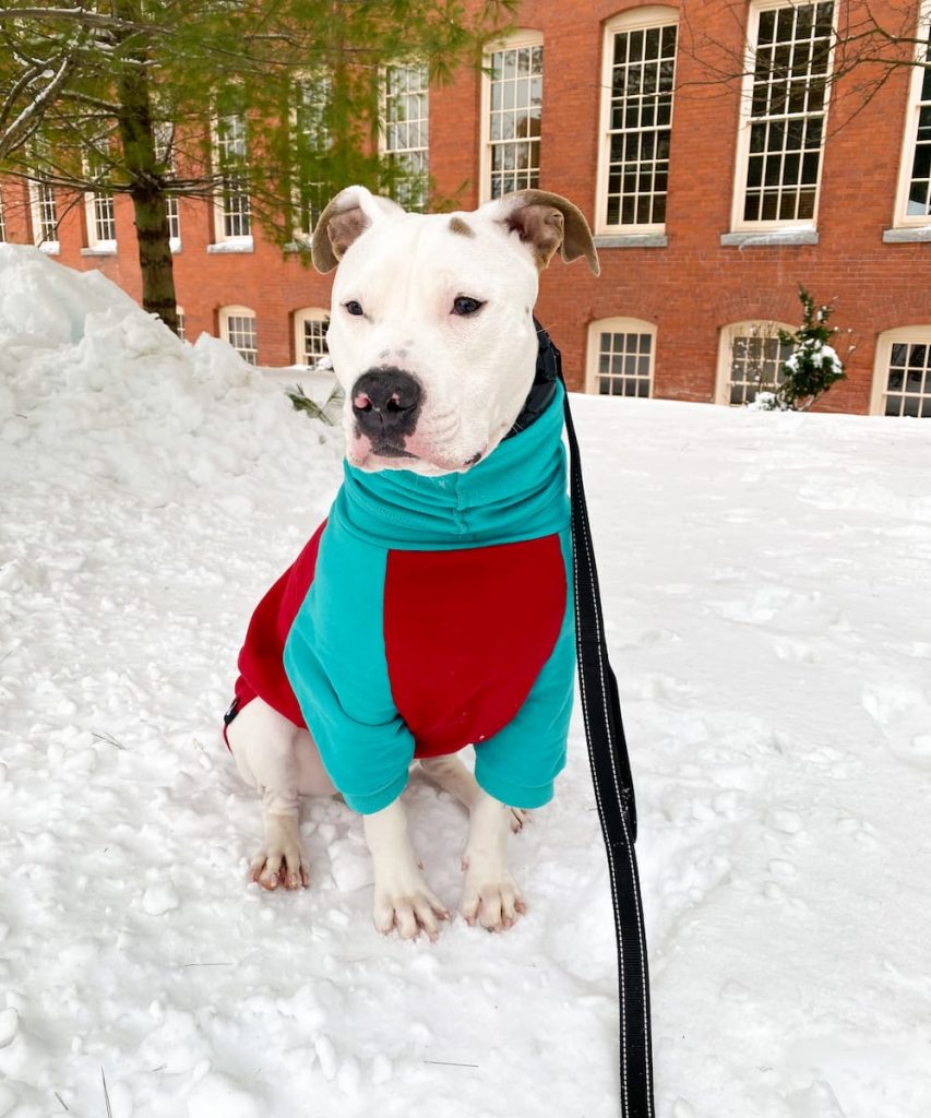 pit bull looks cute outside