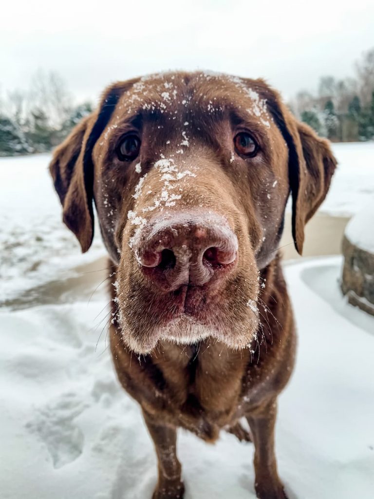 lab with snow on nose