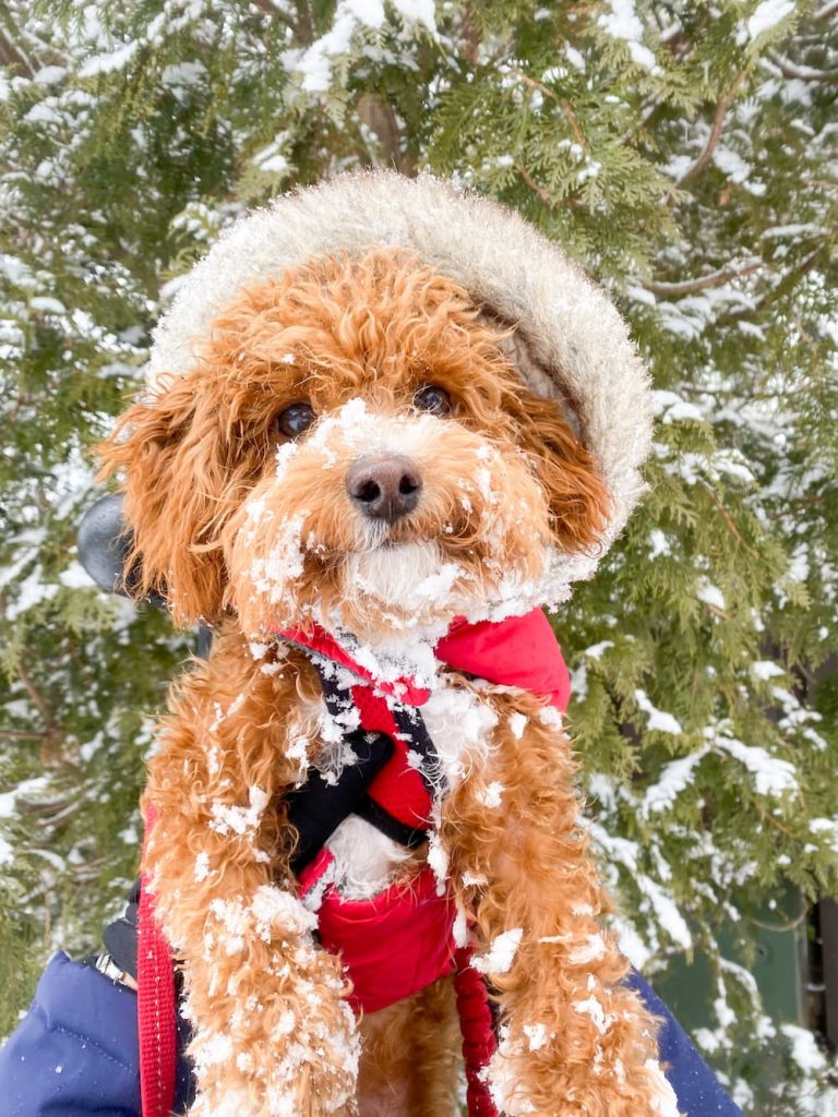 cute doodle in snow
