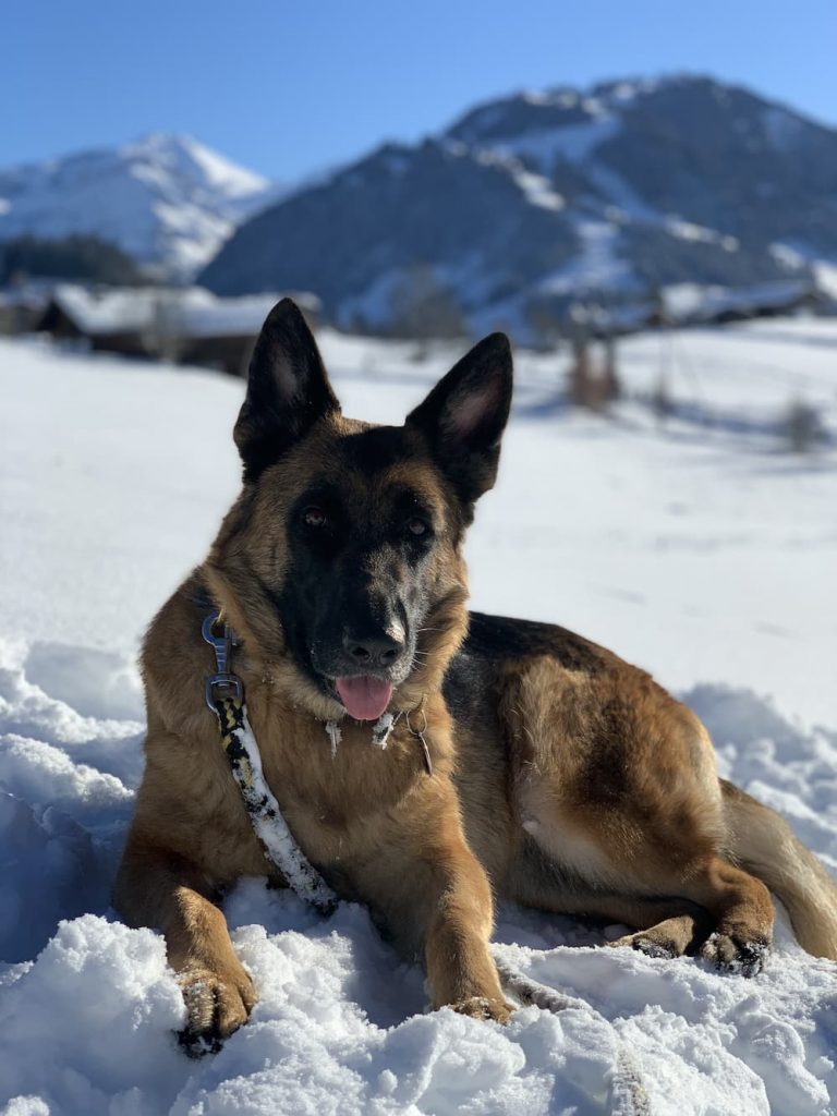 German Shepherd near mountains