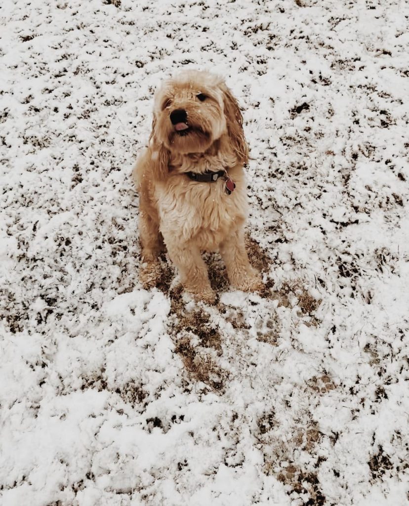 Darlin Doodles in snow