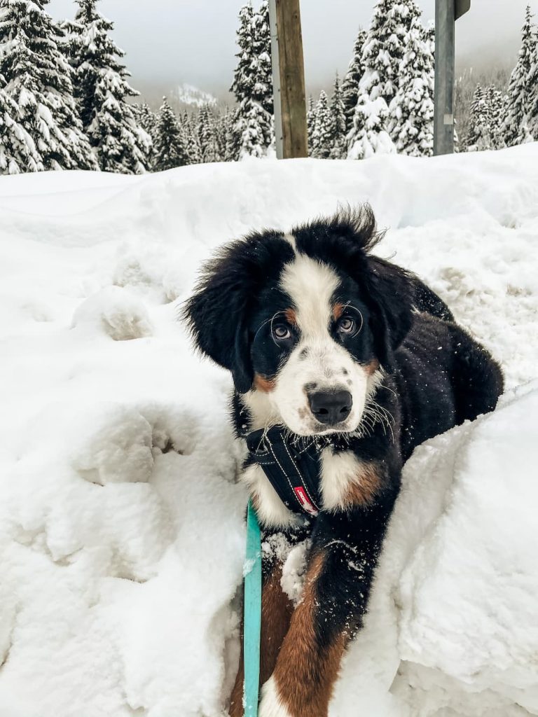 Bernese dog looks adorable