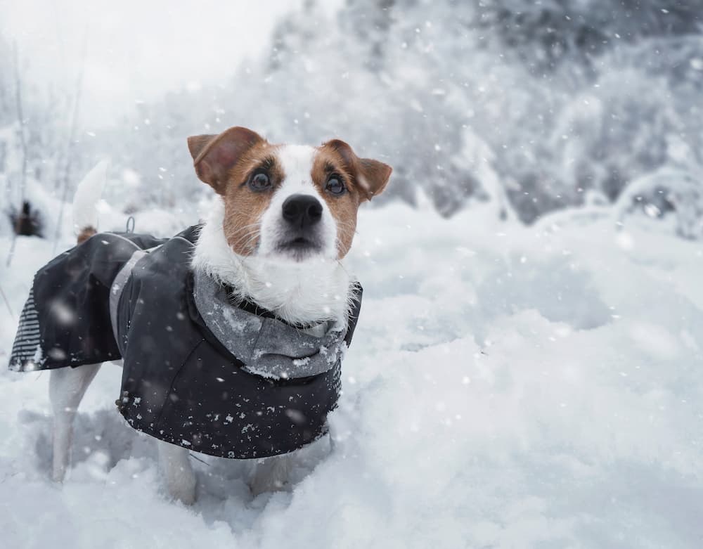 dog in coat looks at snow