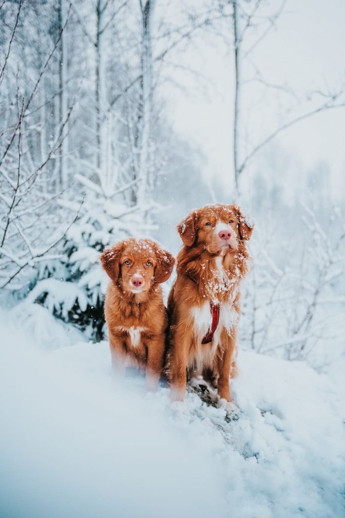 two dogs sitting in snow